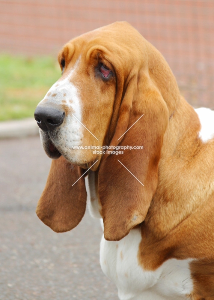 Australian Champion Basset Hound, portrait