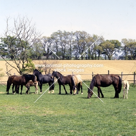 welsh cobs (section d), mares and foals in a group