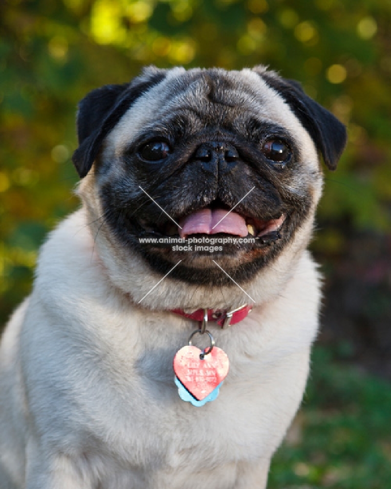 pug wearing name tags