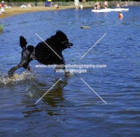 ch montravia tommy gun  standard poodle striding along in water