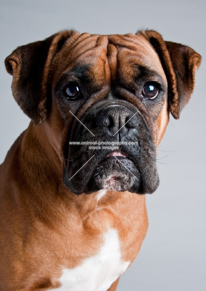 Boxer in the studio