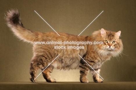 Siberian cat, side view on brown background