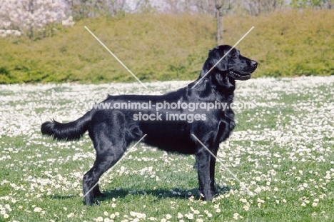 Flat coated retriever, posed