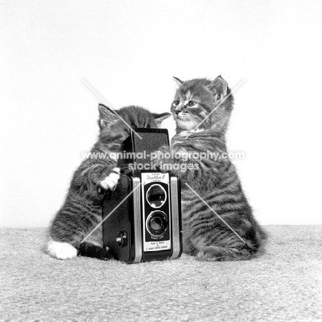 two kittens with rolleiflex camera
