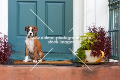 Boxer puppy sitting in front of teal door