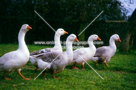 five pilgrim geese walking next to each other