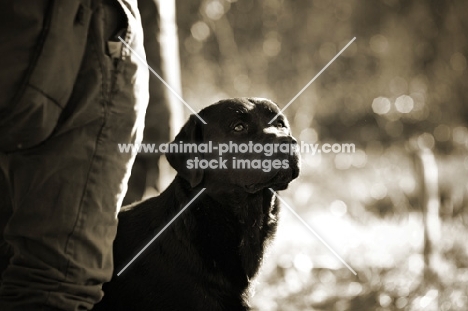 black labrador looking up at owner