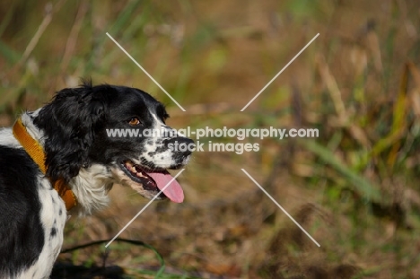 english springer spaniel in a field