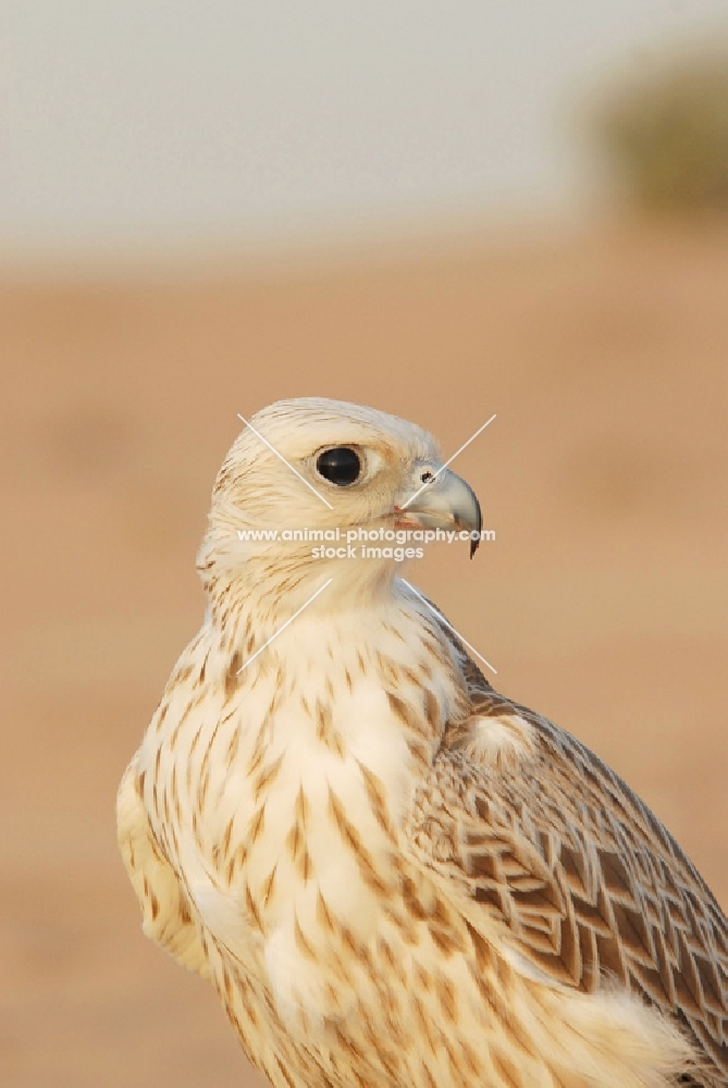 Falcon portrait