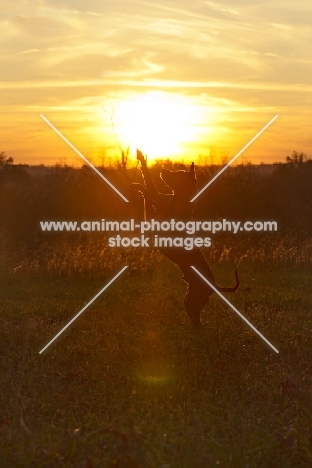 Thailand Ridgeback in sunset