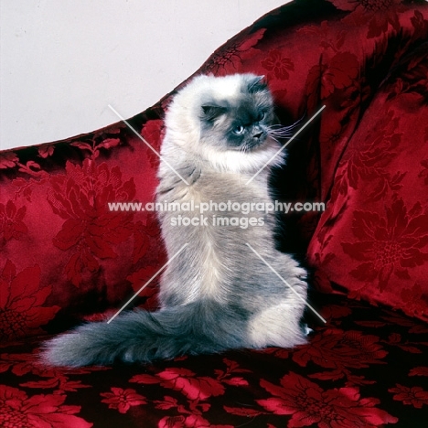 colourpoint cat, blue point, sitting up on silk chair. (Aka: Persian or Himalayan)