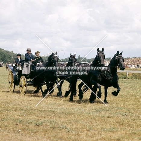 carriage driving at Hague show, four in hand, Friesians