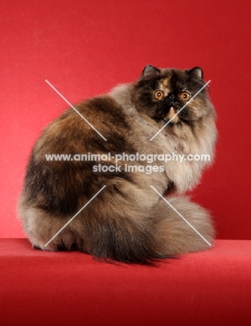 Tortoiseshell Persian on red background