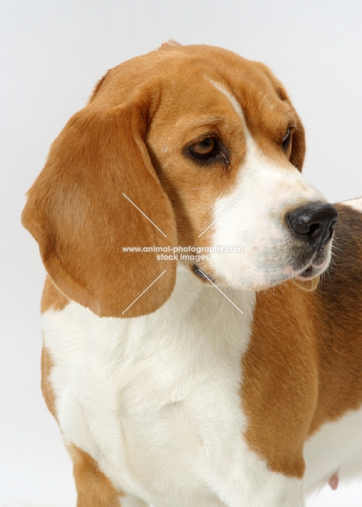 tricolour Beagle, Australian Champion, looking away