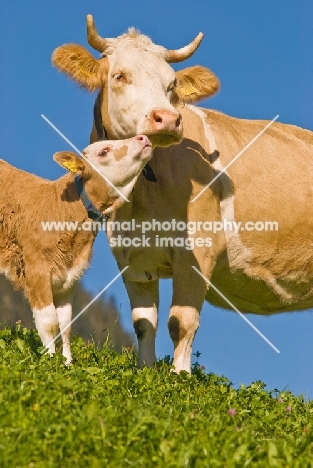 calf with mum