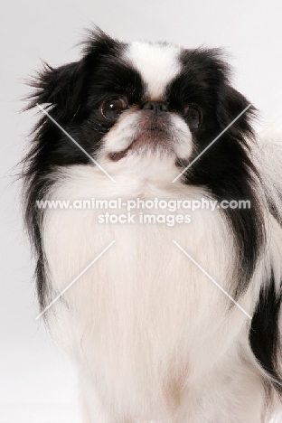 Japanese Chin, Australian Champion