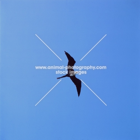 great frigate bird with wings spread at punta espinosa, fernandina island, galapagos islands