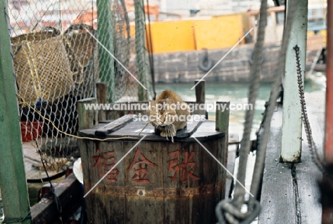 cat on a boat in far east