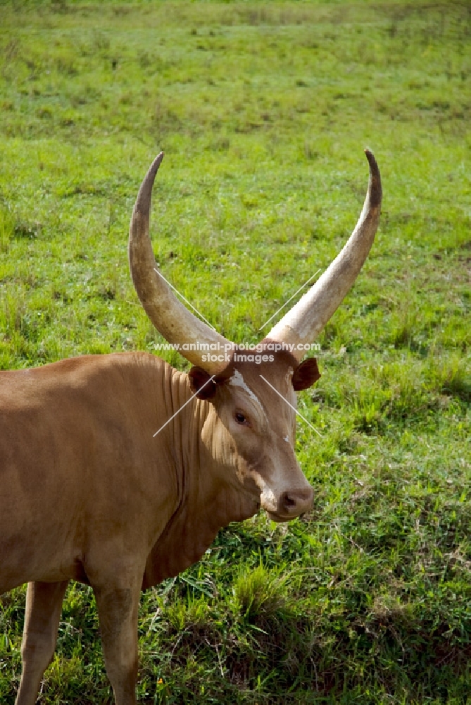 ankole with long horns