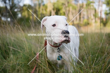 White Dogo Argentino standing in long grass.