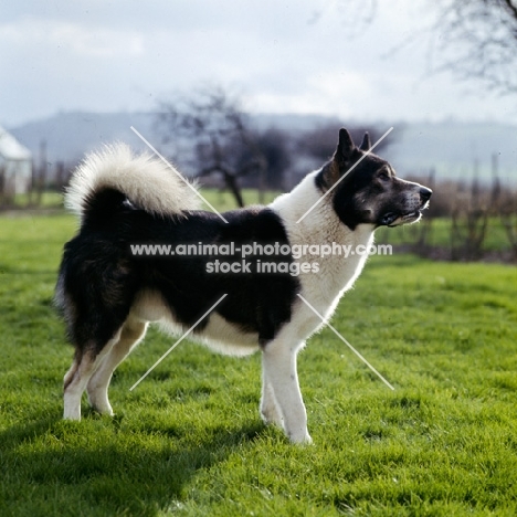 siberian husky inuk standing in field