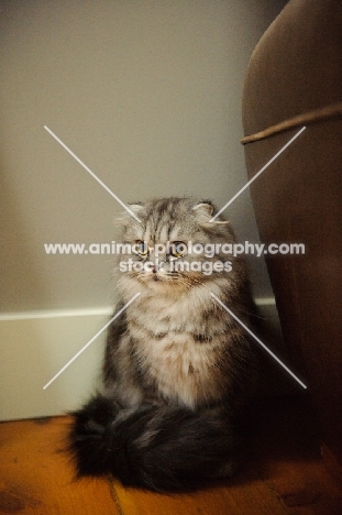 Scottish Fold cat sitting. 