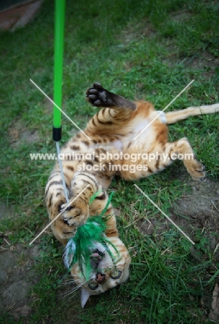 Bengal cat playing with toy, champion Mainstreet Full Throttle of Guru