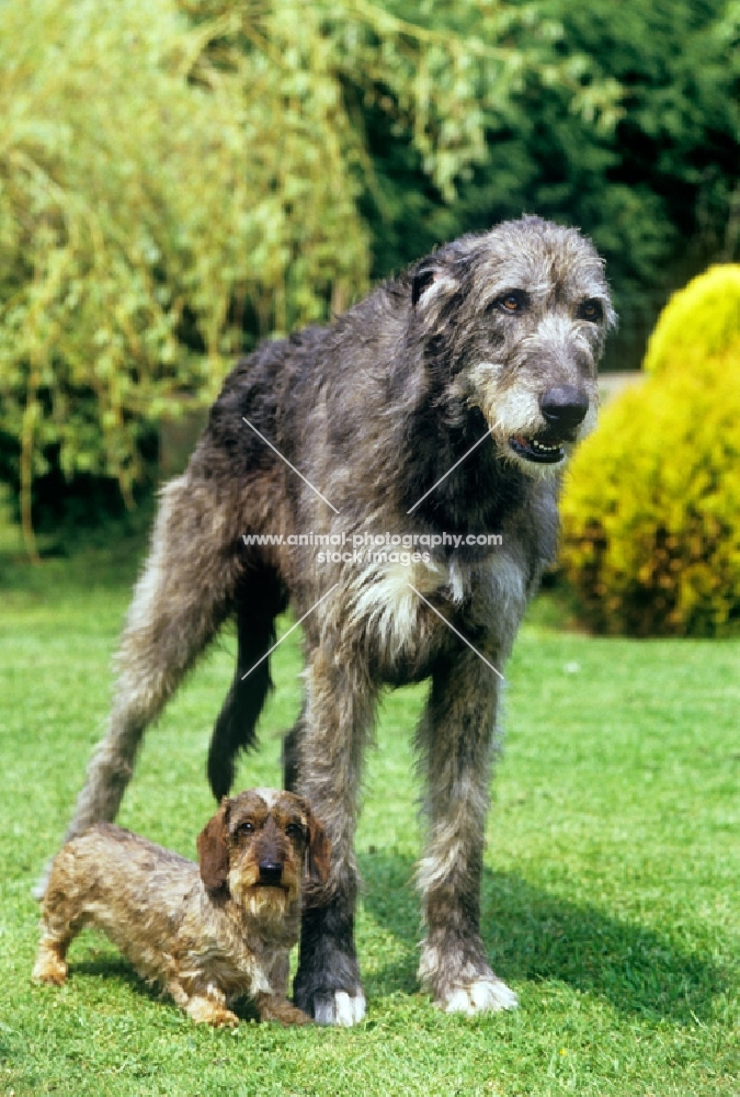 tall and small dog standing next to each other,irish wolfy, sovryn of drakesleat, min wire dachs, ch drakesleat easy come, 