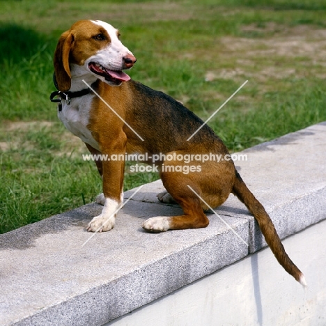 sauerland bracke, german hound sitting on a wall
