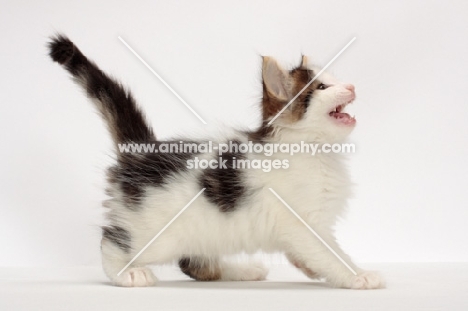 Brown Tabby & White Norwegian Forest kitten meowing