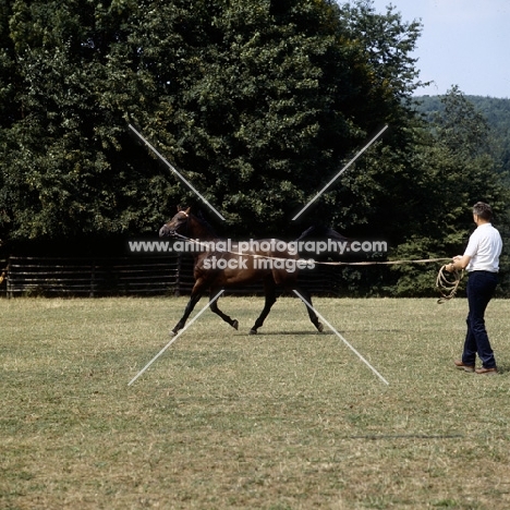 trakehner on lunging rein at gestüt webelsgrund