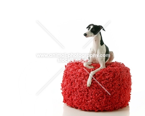 Whippet on big cushion