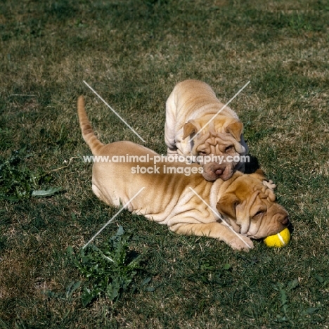 shar pei pups playing