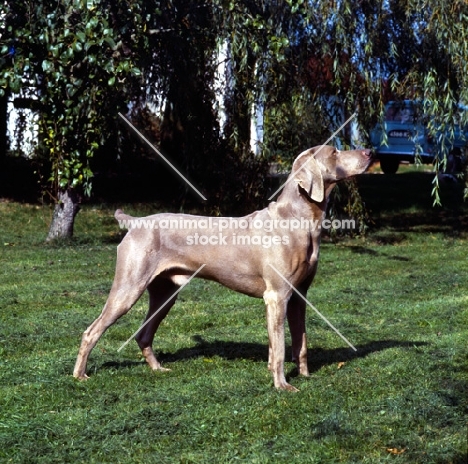 docked weimaraner