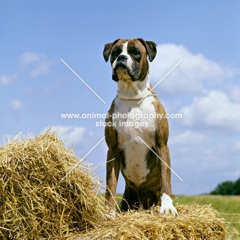 champion boxer standing up on a straw bale