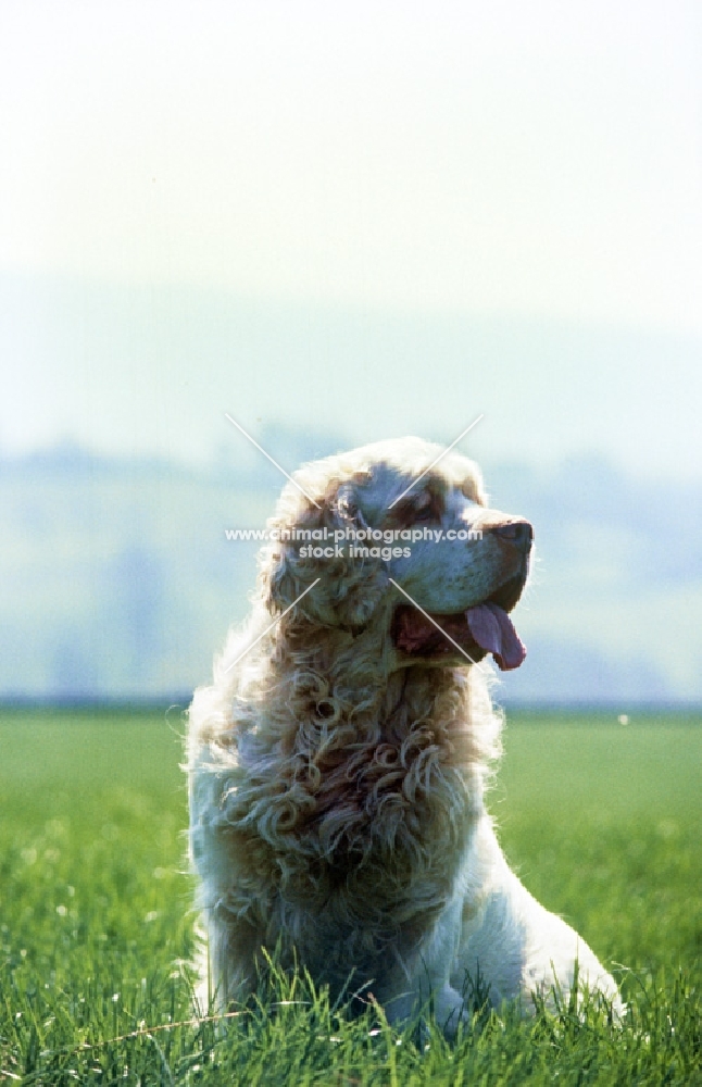 clumber spaniel sitting on a hot day