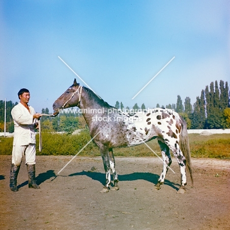 karabair stallion standing, colour fade in picture