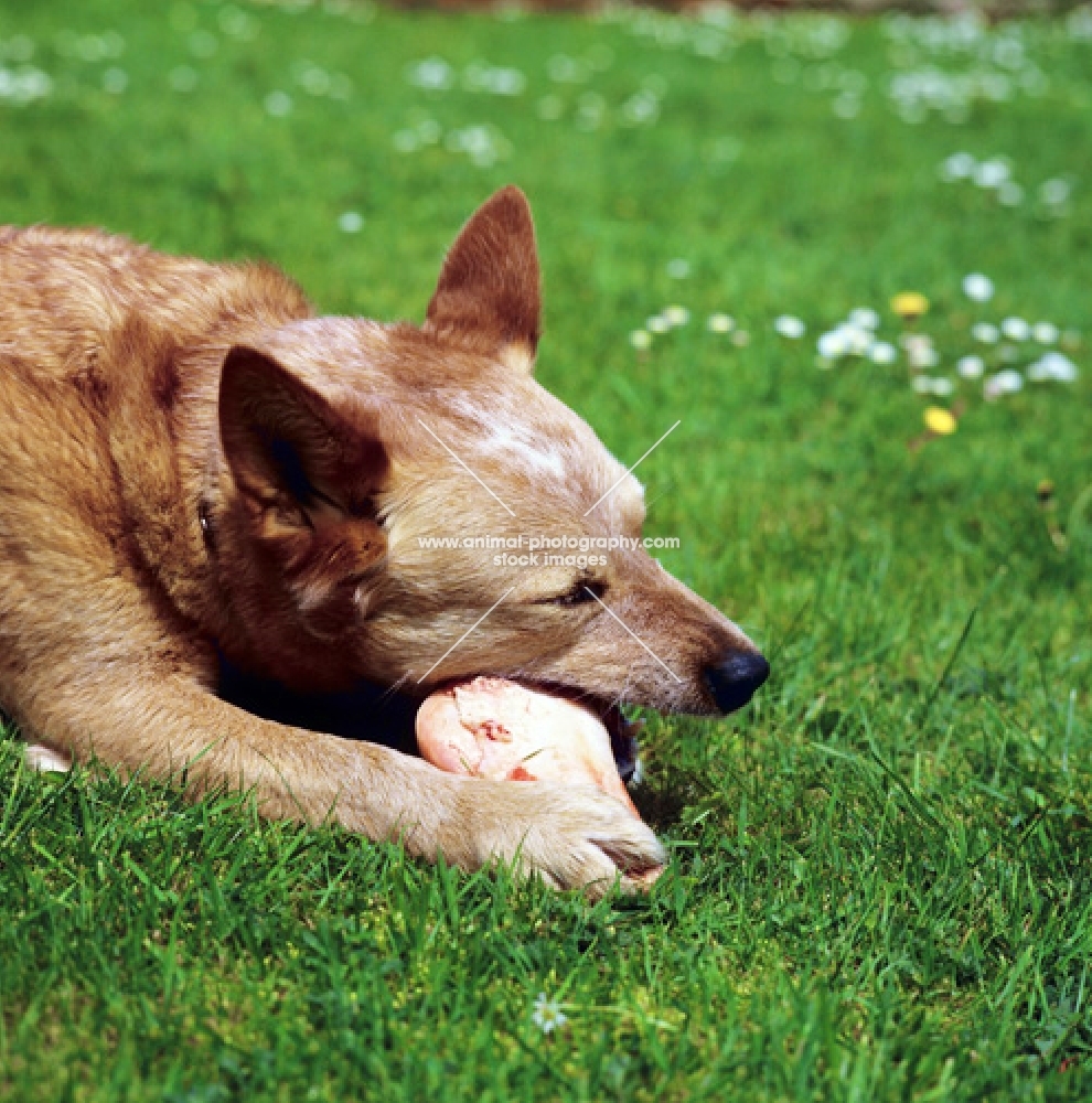 australian cattle dog chewing a bone