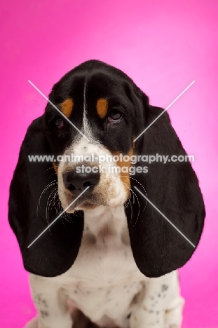 Basset Hound cross Spaniel puppy on a pink background