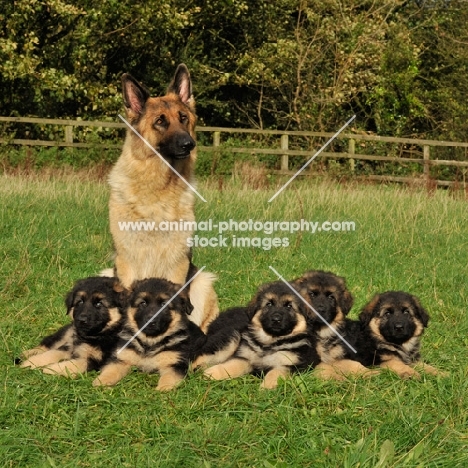 mother with her litter of puppies