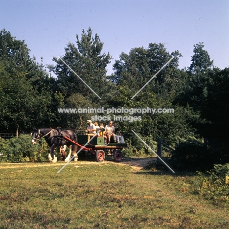 shire horse and trolly drive in new forest