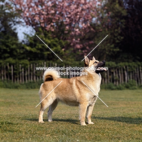 side view of norwegian buhund