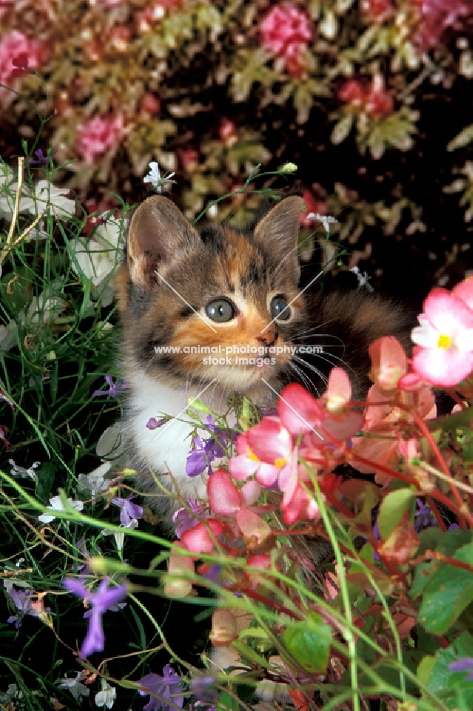 non pedigree kitten amongst flowers