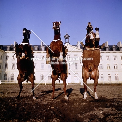 cadre noir de saumur, france, 3 horses rearing