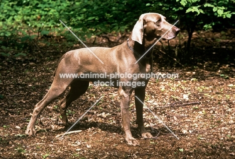 weimaraner from aquila kennels standing in woods