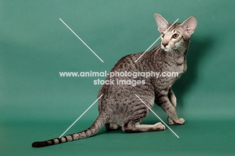 Chocolate Silver Spotted Tabby Oriental Shorthair