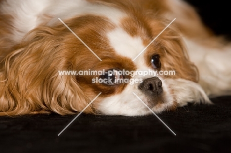 Cavalier King Charles Spaniel, resting