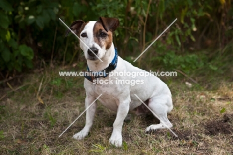 Sitting Jack Russell Terrier with greenery background