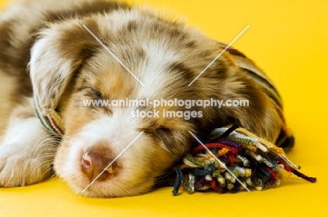Border collie puppy, sleeping with a scarf on