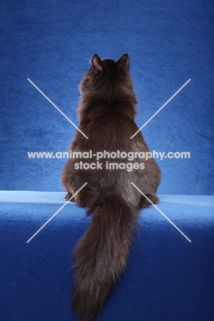 black Siberian cat, back view